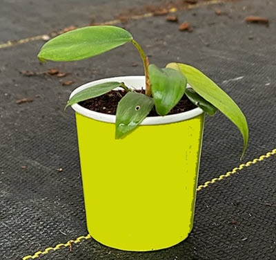 2" Custom Asst: Anthurium Big Bill
